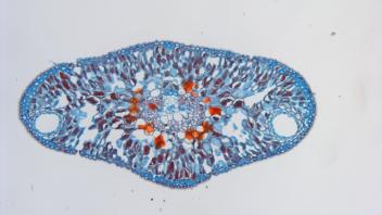 Cross section of white fir needle showing resin ducts and vascular tissue.