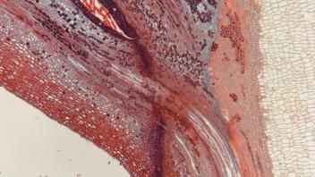 Longitudinal section of maple abscission zone showing separation layer.