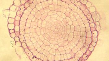 High magnification longitudinal section of Arabidopsis root.