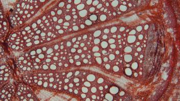 Cross-section of Aristolochia stem showing red-stained vascular tissue and circular pith region.