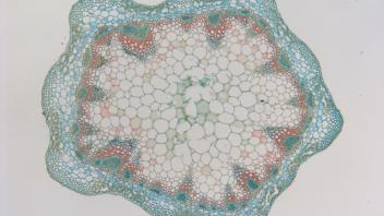 Stem cross-section showing lobed outline and scattered vascular bundles near epidermis.