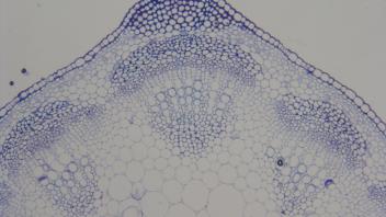 Cross section of alfalfa stem showing cortex and xylem.