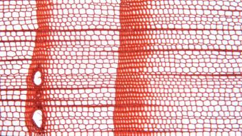 Cross section showing resin canals and tracheids in Douglas-fir.