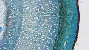 Cross section of buckthorn stem showing cortex and phloem.