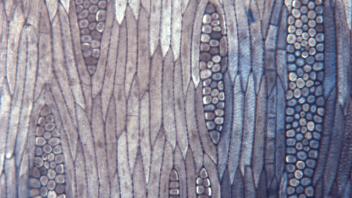 Tangential section showing elongated ray cells in locust stem.