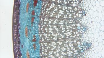 Cross section highlighting cortex and central pith in elder stem.