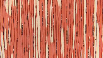 Tangential section of redwood showing fine wood rays.