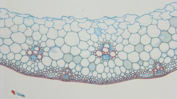 Cross section of mature wheat stem showing hollow center.