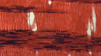 Cross section of American elm wood showing vessels and rays.