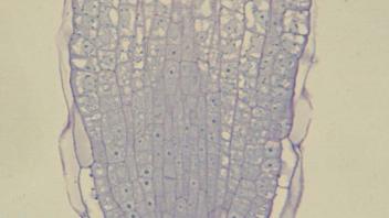 Coleus root tip with visible cap and apical meristem.