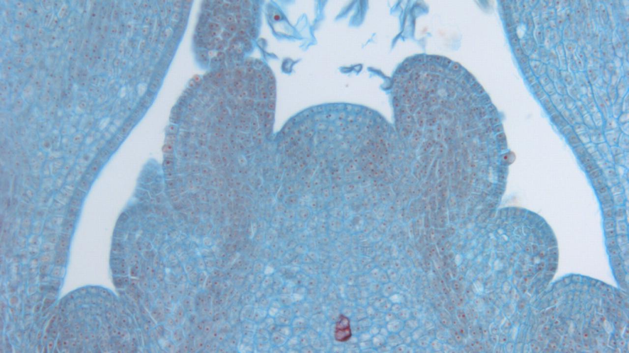 Longitudinal section of maple shoot tip showing developing leaf primordia.
