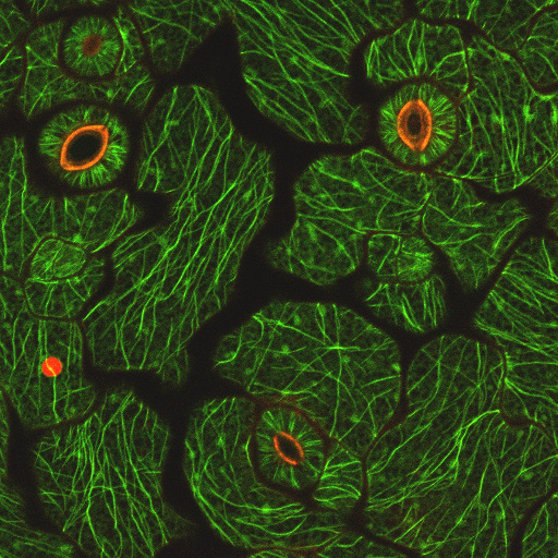 Cortical microtubules exhibit a complex fine network in leaf epidermal cells. Microtubules were labeled by GFP-tubulin, and stomata were shown by cell wall autoflourescence of guard cells (red).