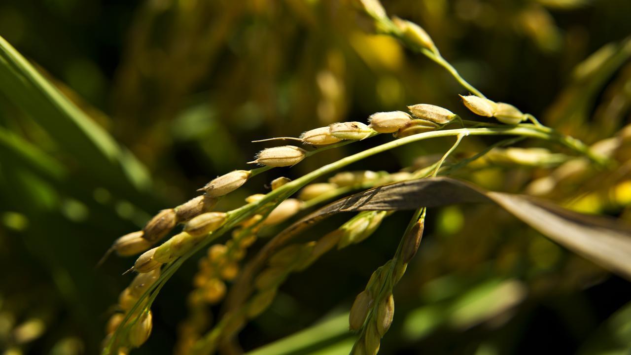 Close-up of ripening rice plants with golden grains on lush green stalks, set against a softly blurred background. The image highlights the vibrant, sunlit details of the agricultural crop.