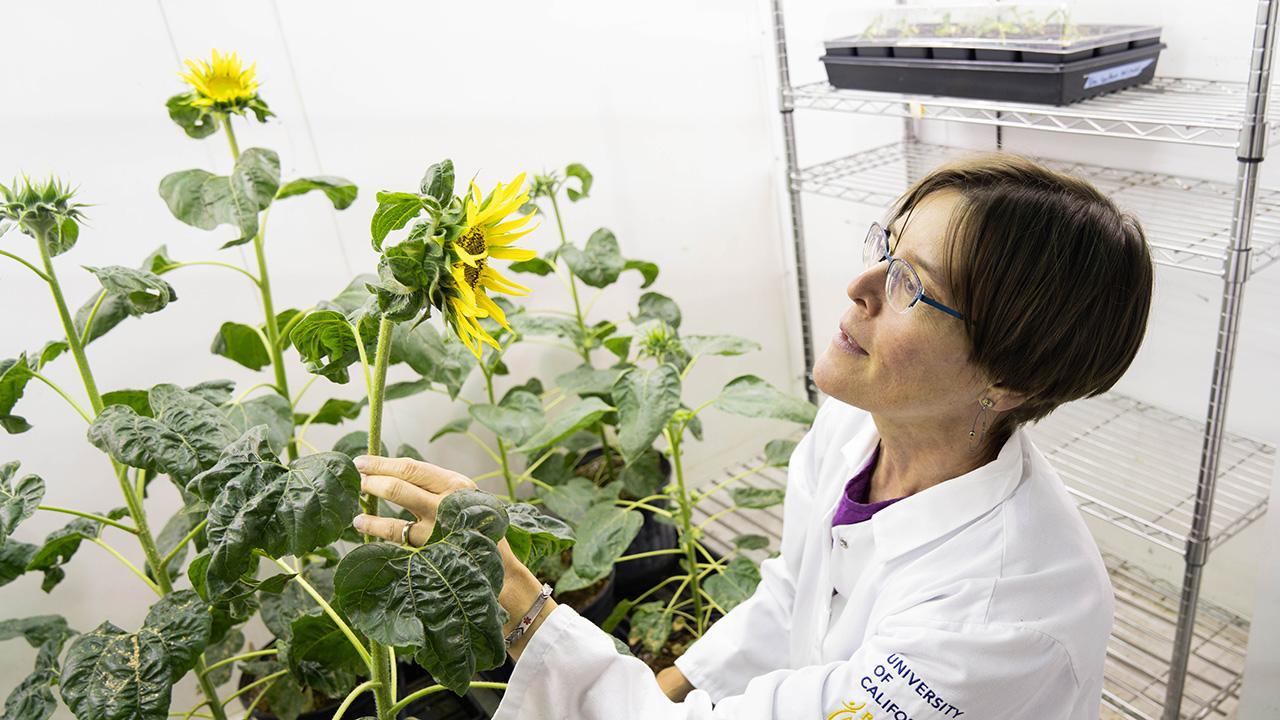 Plant biologist Stacey Harmer 