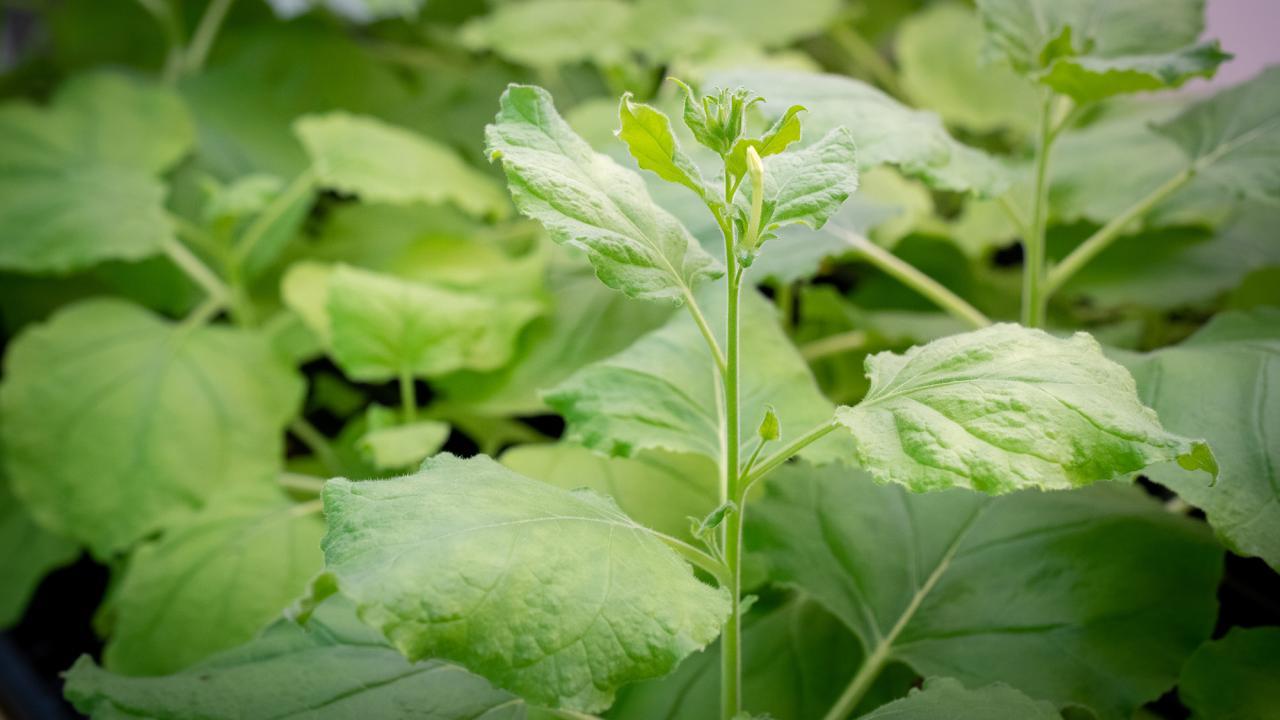 A new study from the Department of Plant Biology has shown how plants regulate their bushiness by degrading the hormone strigolactone. Seen here are Nicotiana benthamiana plants, which were used by the researchers to test the effectiveness of the enzyme responsible for degrading strigolactone. (Sasha Bakhter/UC Davis)