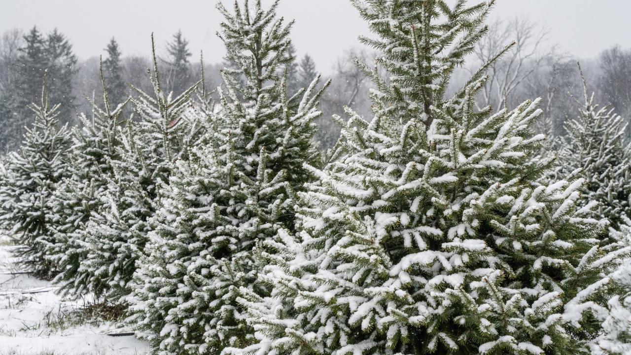 A snowy field of evergreen trees, with branches lightly dusted in snow, surrounded by a tranquil winter forest backdrop.