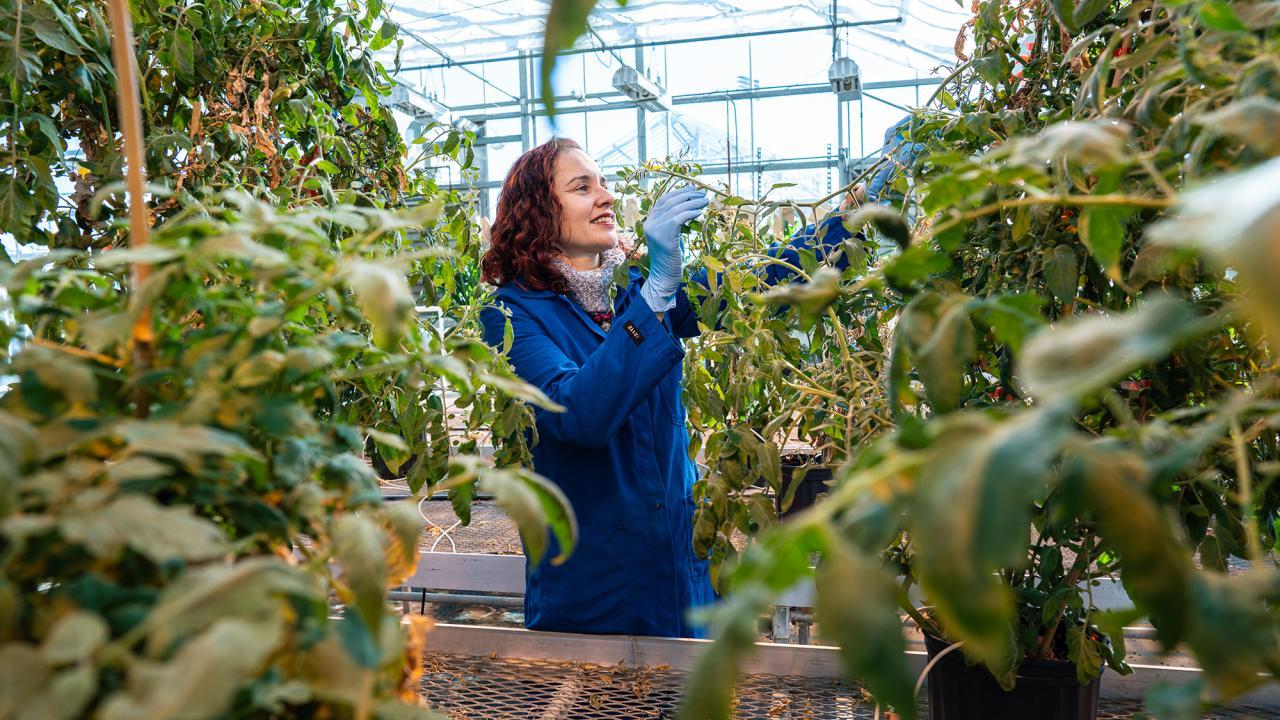 Siobhan Brady, a professor in the Department of Plant Biology and Genome Center, has been selected to join the prestigious Howard Hughes Medical Institute (HHMI) Investigator program. (TJ Ushing / UC Davis)