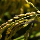 Close-up of ripening rice plants with golden grains on lush green stalks, set against a softly blurred background. The image highlights the vibrant, sunlit details of the agricultural crop.