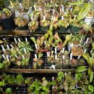 Potted carnivorous plants on greenhouse shelves, labeled with white tags.