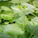 A new study from the Department of Plant Biology has shown how plants regulate their bushiness by degrading the hormone strigolactone. Seen here are Nicotiana benthamiana plants, which were used by the researchers to test the effectiveness of the enzyme responsible for degrading strigolactone. (Sasha Bakhter/UC Davis)