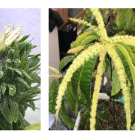 growing plants